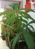 New Medi-Pot Tax Approved in Oakland
