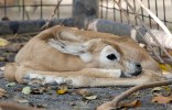 Meet the Zoo's New Baby Gazelle