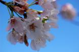 Cherry Blossom Scrapbook:  2009 Edition