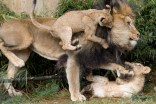 Lion Cubs a Real Handful