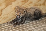 New Cheetah Cubs Thrive at National Zoo
