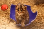 Fishing Cats Share Adorable Baby Pics
