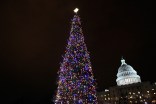 Capitol Christmas Tree Lights Up in LED Glow