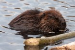 Woman Attacked by Rabid Beaver in Northern Virginia