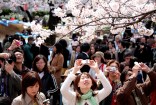 Overseas Cherry Blossoms Just as Grand