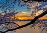 The Best Blossom Pics of 2010