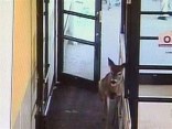 Terrified Deer Trashes Restaurant, Grocery Store