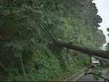 Tree Down on East-West Highway