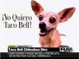 Taco Bell Chihuahua Kicks It