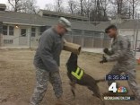 MPs Prepare K-9s for Inaugural Security