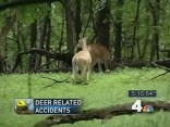 Mating Season Means More Accidents Involving Deer