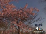 Predicting Cherry Blossom Blooms