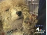 Rescued Puppies Arrive in Montgomery Co.