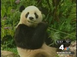 Tai Shan Sleeps Through Colonoscopy