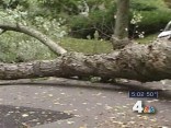 Trees, Utility Poles Toppled by Wind