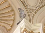 Hawk Rescued in Library of Congress