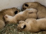 Lion Cubs: A Birthday Retrospective