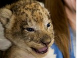 Smithsonian Lion Cubs Receive Names