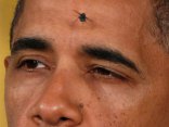 Flies Like Us