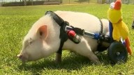 Adorable Disabled Pig Grows Star Power