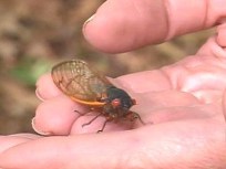 Virginia Counties Brace for Cicadas