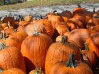 Pumpkin Farms in Your Area