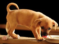 TV Judge Settles Five-Legged Dog Case