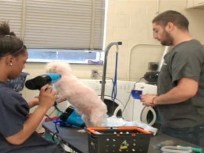Students Give Up Saturday Mornings for Rescued Dogs