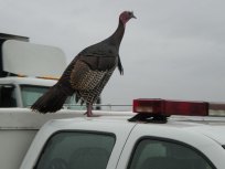 Wild Turkey Chaser