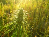 Planting Hemp on the DEA's Front Lawn