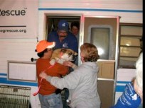 Puppy Mill Refugees in Rehab