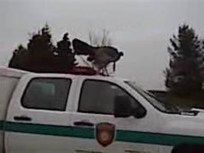 Turkey Conquers Animal Control Vehicle