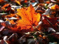 Fall Foliage: Colors of the Season