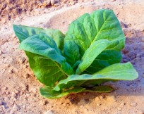 Grow Your Own Tobacco 
