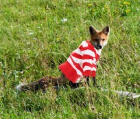 All Mourn Sweater Fox