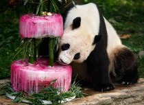 Tai Shan Turns 4, Eats "Cake"