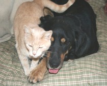 Cats and Dogs, Living Together ...