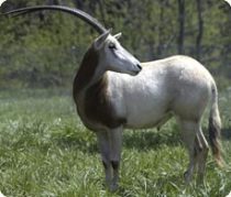 Two Rare Oryx Die at National Zoo