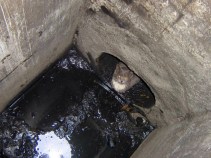 Safe and Sound "Sewer Kitty" Now Named Sue