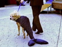 Canine Costume Contest, With Booze for Humans