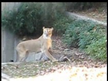 Into the Lion's Den