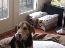 Herbie Needs A Home