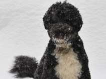 Bo in the Snow