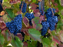 SW Virginia Vintners Hope Winery Takes Root