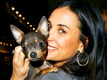 Celebrity Pets