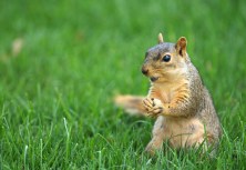 Aw Nuts, More W.Va. Squirrels Becoming Road Kill