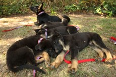 Dupont's Doggies Safe -- For Now