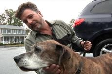 Stay, Brindle, Stay