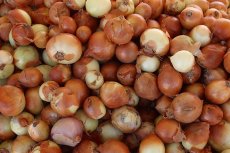 Sleep With an Onion to Avoid the Flu?