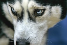 Should Your Dog Get a Flu Shot?